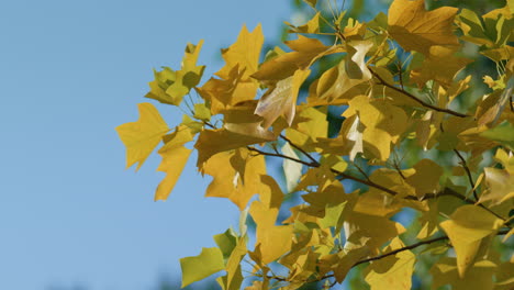 yellow maple leaves sunny day. close up tree branches with colorful foliage.