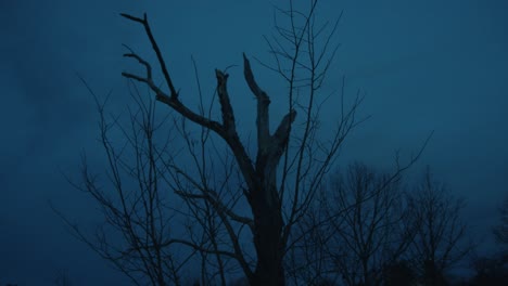 winter tree standing on its own