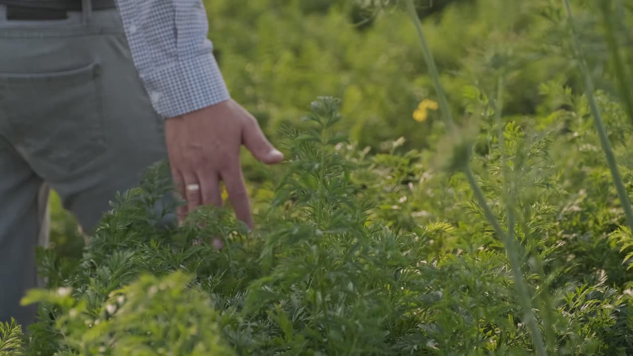 la mano del agricultor toca las hojas verdes de la planta cultivada. concepto de cosecha. industria agrícola.