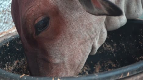 a sahiwal, indian native cow breed eating mixed-feed in a farm in agra, uttar pradesh, india - closeup shot