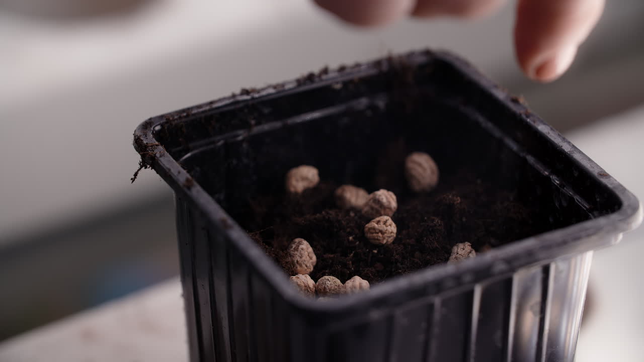 Planting Seeds in Potted Soil