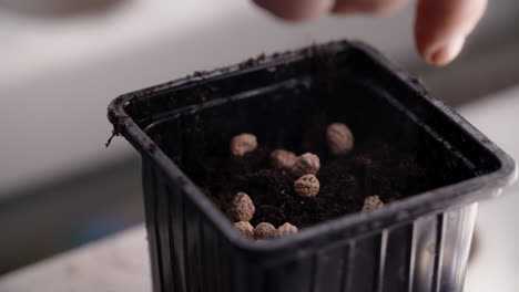 planting seeds in potted soil