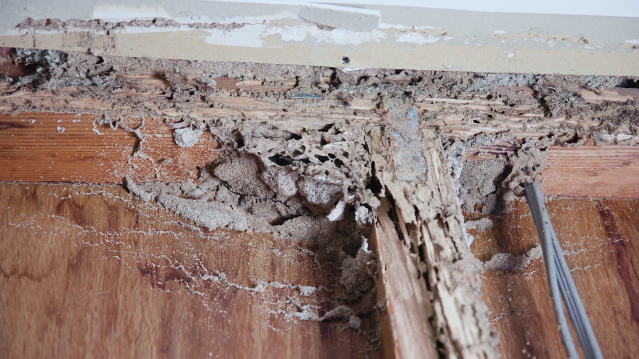 Mud nests inside walls of a home damaged by termites. Timber infestation.