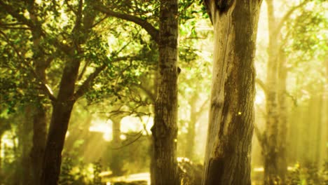 Sonnenstrahlen-In-Einem-Nebligen-Wald-Im-Herbst