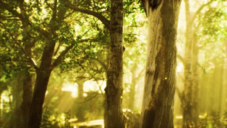 rayos de luz solar en un bosque brumoso en otoño