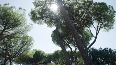 Pinos-Piñoneros-En-Roma,-Italia-En-Un-Día-Soleado