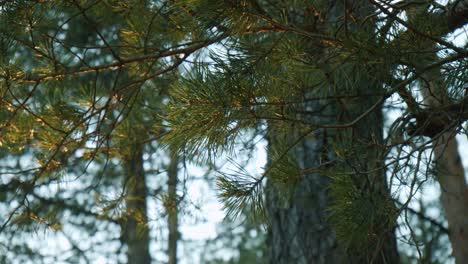 glowing pine tree spikes up close with more pine trees in the background lit by the sunshine in the national park