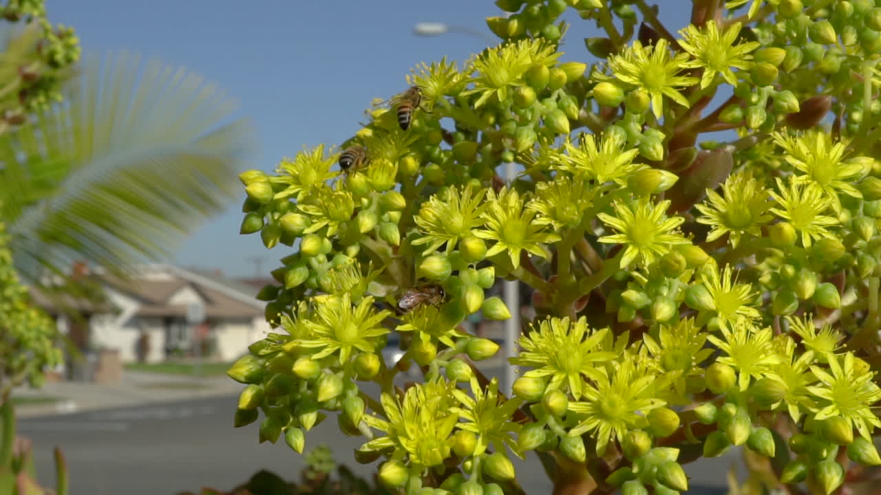 Bees flying in slow motion over succulents