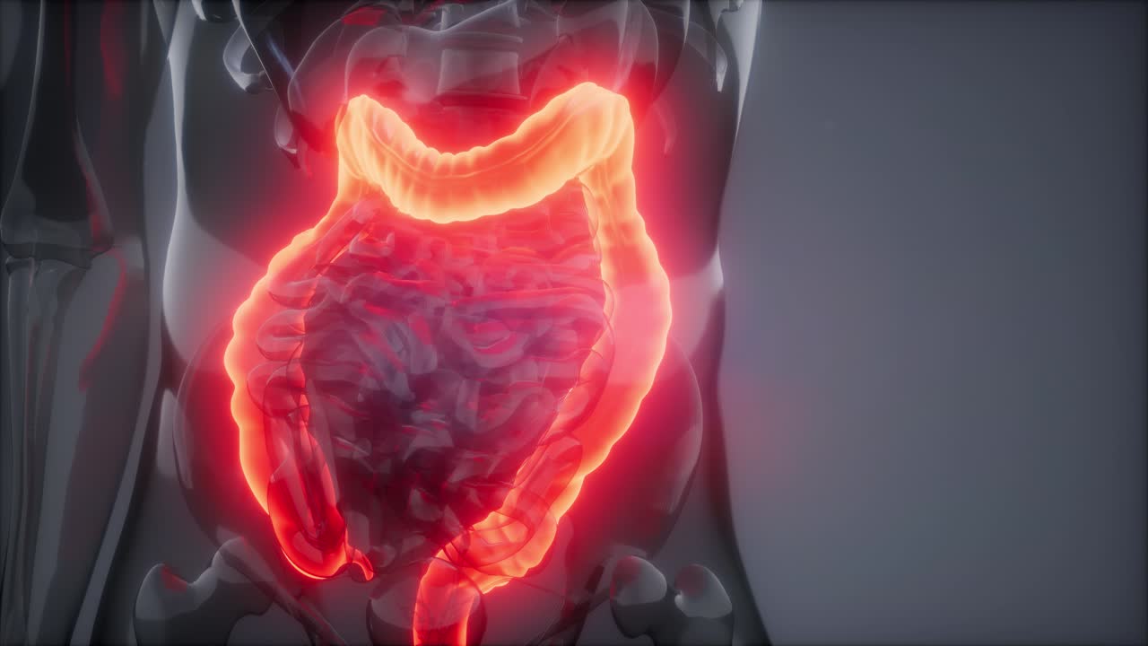 Human Colon Radiology Exam