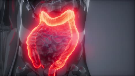 examen de radiología del colon humano