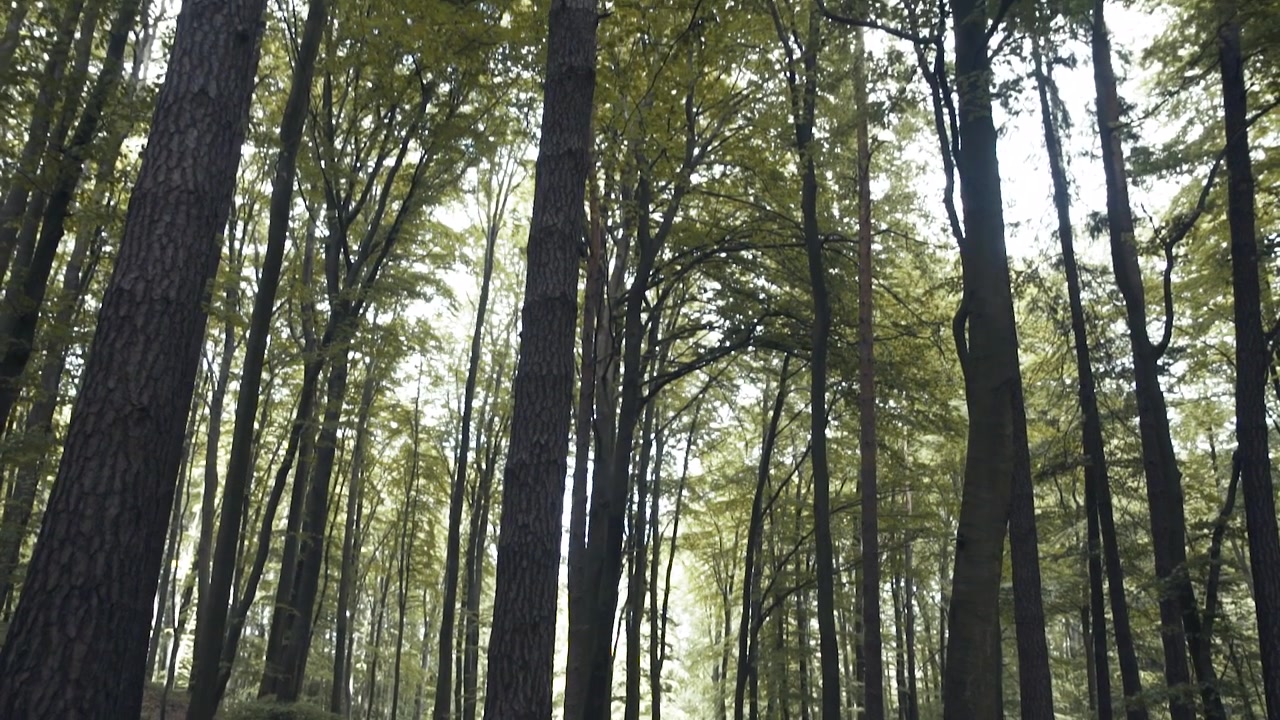 Natura nella foresta. Splendide vedute di alberi e natura in una giornata di sole.