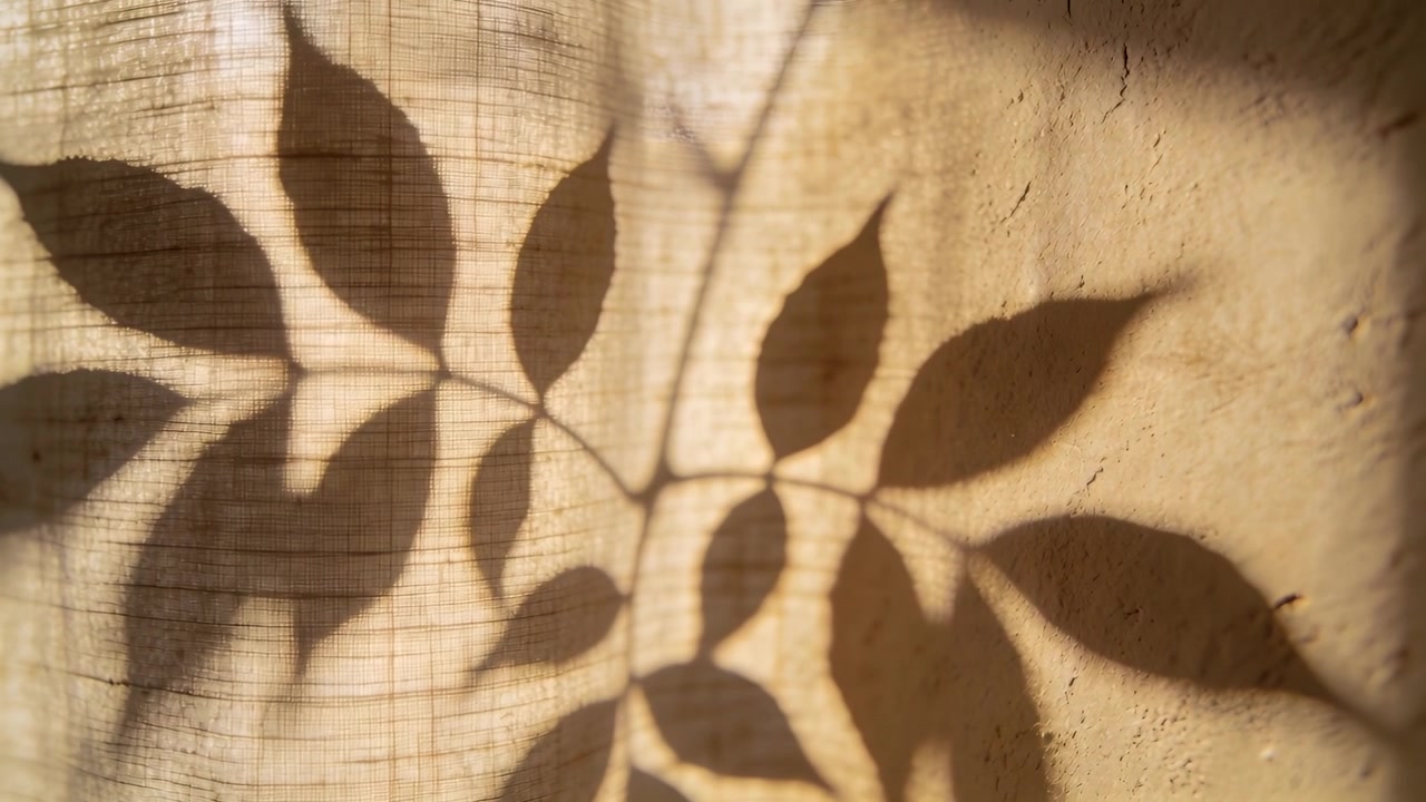 Ombra di un ramo frondoso che si sposta su una tenda e una parete intonacata, con la luce solare che si muove in alto a destra.