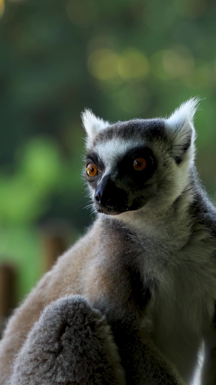 Um lêmure-de-cauda-anelada senta-se numa cerca de madeira dentro de um santuário de vida selvagem numa exuberante floresta de bambu.