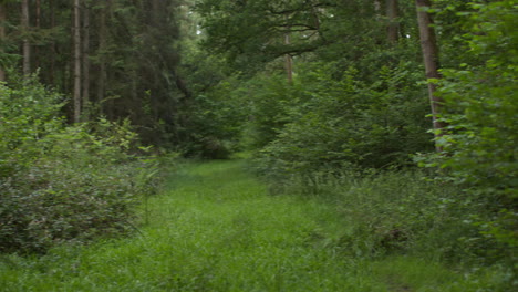 camera pans around looking through trunks and leaves of trees in dense forest in countryside 1