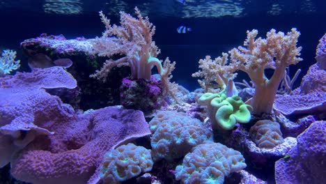 Colorful-coral-reef-with-various-marine-life-in-an-aquarium-under-vibrant-lighting