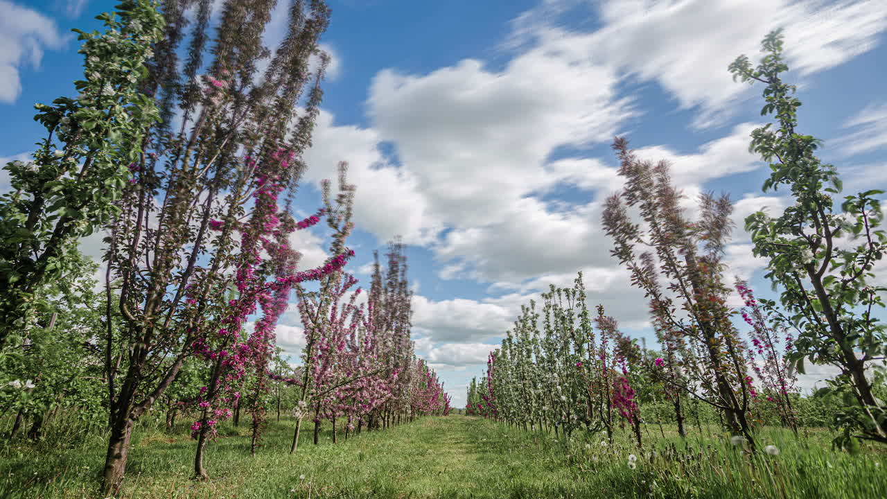 tiro de ângulo baixo de fileiras de macieiras em plena floração durante a primavera em um pomar de maçã florescendo com nuvens brancas passando em timelapse