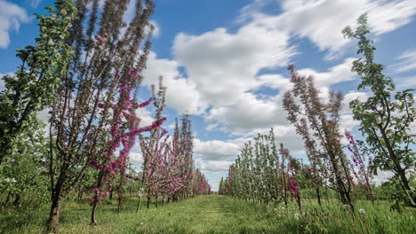 toma en ángulo bajo de hileras de manzanos en flor durante la primavera en un huerto de manzanas que florece con nubes blancas que pasan en un lapso de tiempo