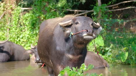 water buffalo standing while others submerged body on the water in river on a sunny day in thailand