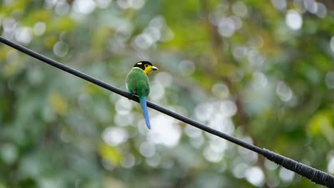 encaramado en un cable eléctrico mientras mueve su cola hacia arriba y hacia abajo como se ve desde su espalda, psarisomus dalhousiae de pico ancho de cola larga, parque nacional khao yai, tailandia