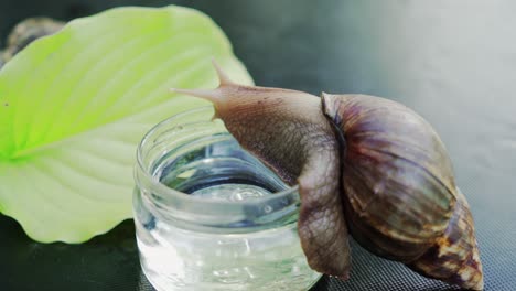snail sits on a glass with water. giant african snail