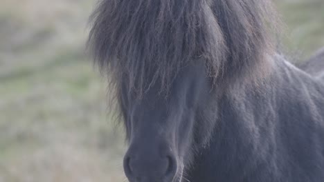 íslenski hesturinn icelandic horse's serene gaze, closeup