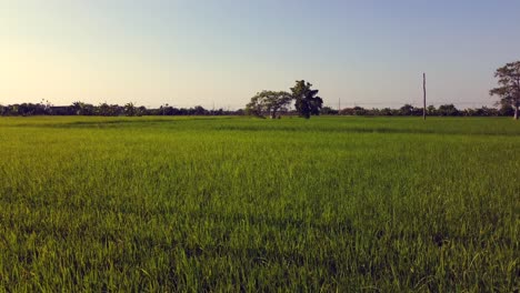 Vista-Aérea-Avanzando-Sobre-Un-Vasto,-Verde-Y-Hermoso-Campo-De-Arroz-En-El-Sudeste-Asiático