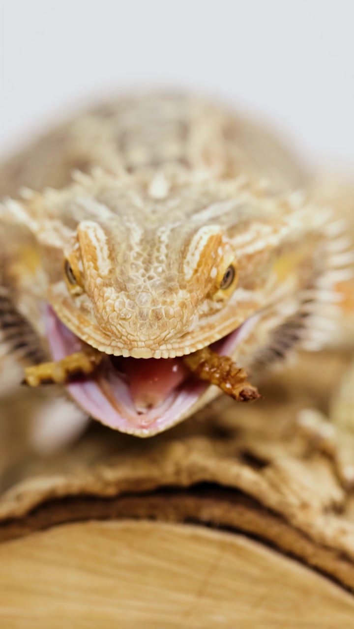 Una lucertola drago barbuto consuma una larva della farina su un tronco di legno, catturata in un primo piano nitido con illuminazione brillante e uniforme e uno sfondo neutro.