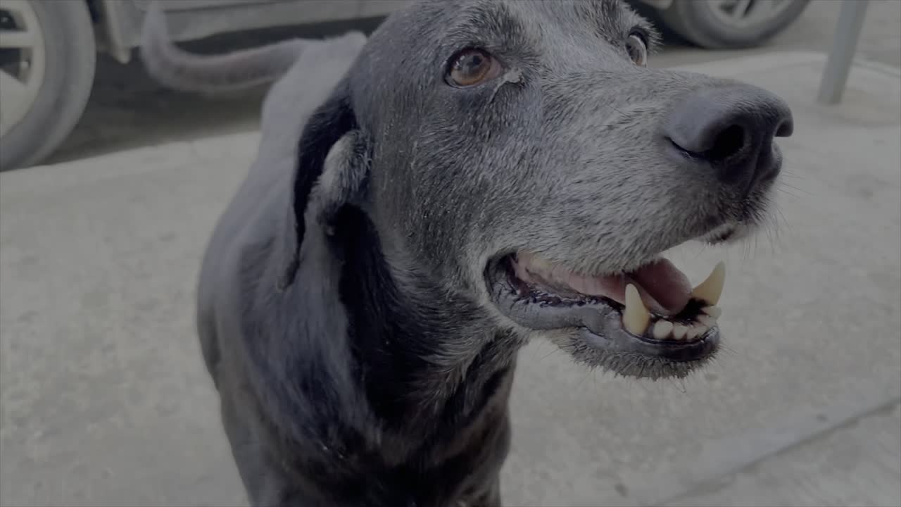 A friendly black street dog comes close to the camera and is happy