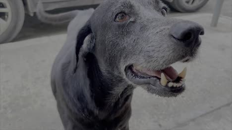 a friendly black street dog comes close to the camera and is happy