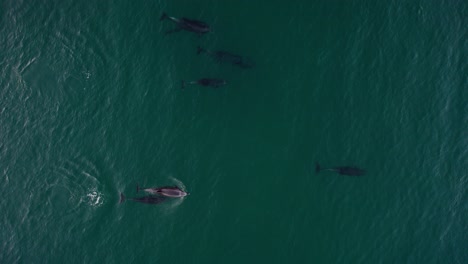 Vista-Superior-De-Ballenas-En-Aguas-Cristalinas-De-Bahía-Agua-Verde-En-Baja-California,-México.