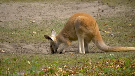 red kangaroo digging a hole in the ground in search of water