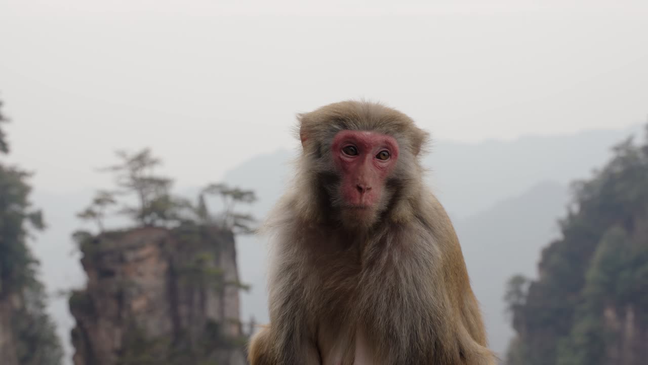 A Tibetan macaque (Macaca thibetana) calmly observes its surroundings with Zhangjiajie's iconic peaks in the misty background.