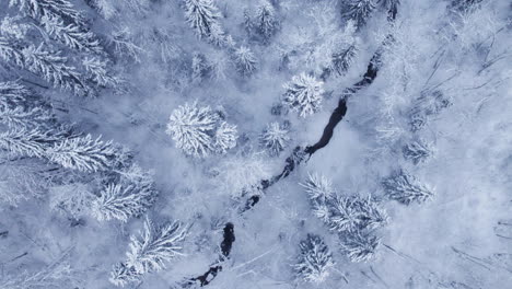 4k aerial video of northern nature forest in winter after snowstorm