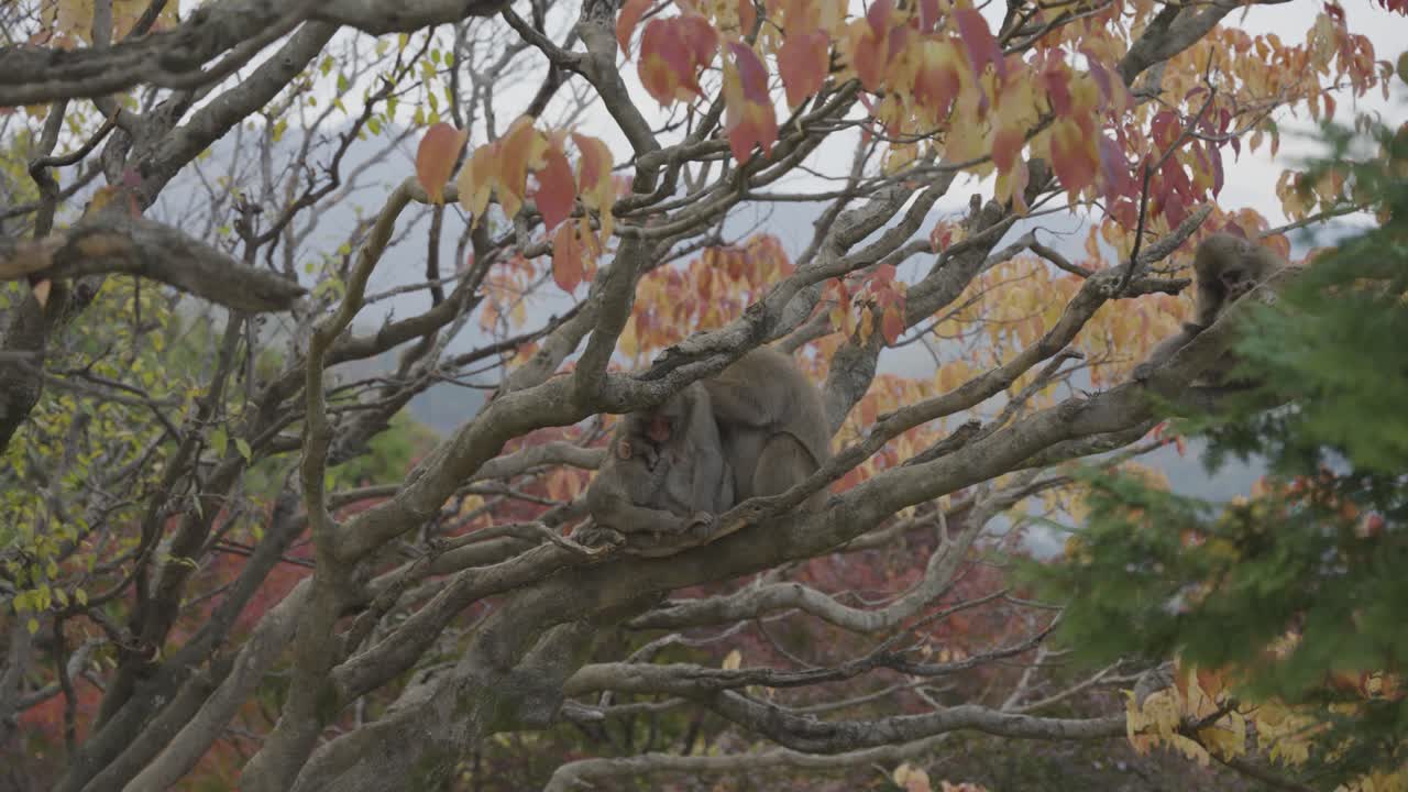 Autumn in Kyoto, Japanese Macaques Sitting in Fall Tree 4k