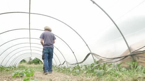 young alternative farmer wrap a rope inside a greenhouse with vegetables plants