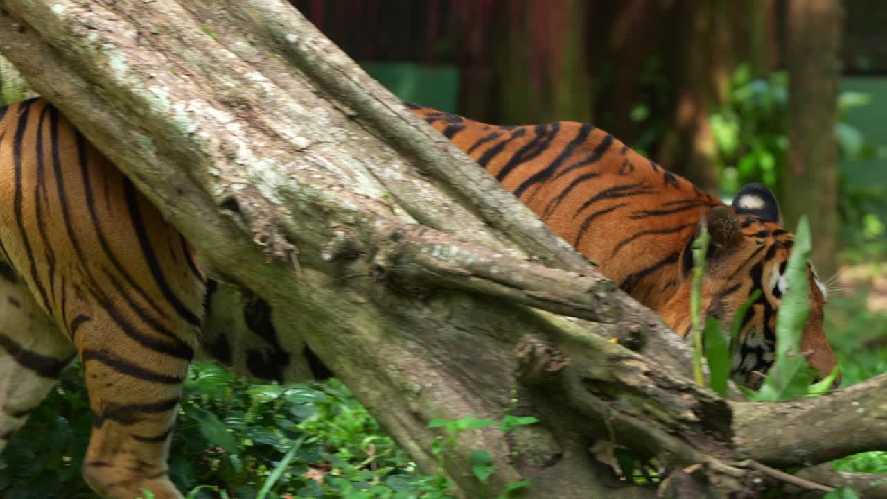 Malayan tiger (Panthera tigris tigris) with beautiful orange fur and black stripes, walking around the enclosure, close up shot of critically endangered apex predator.