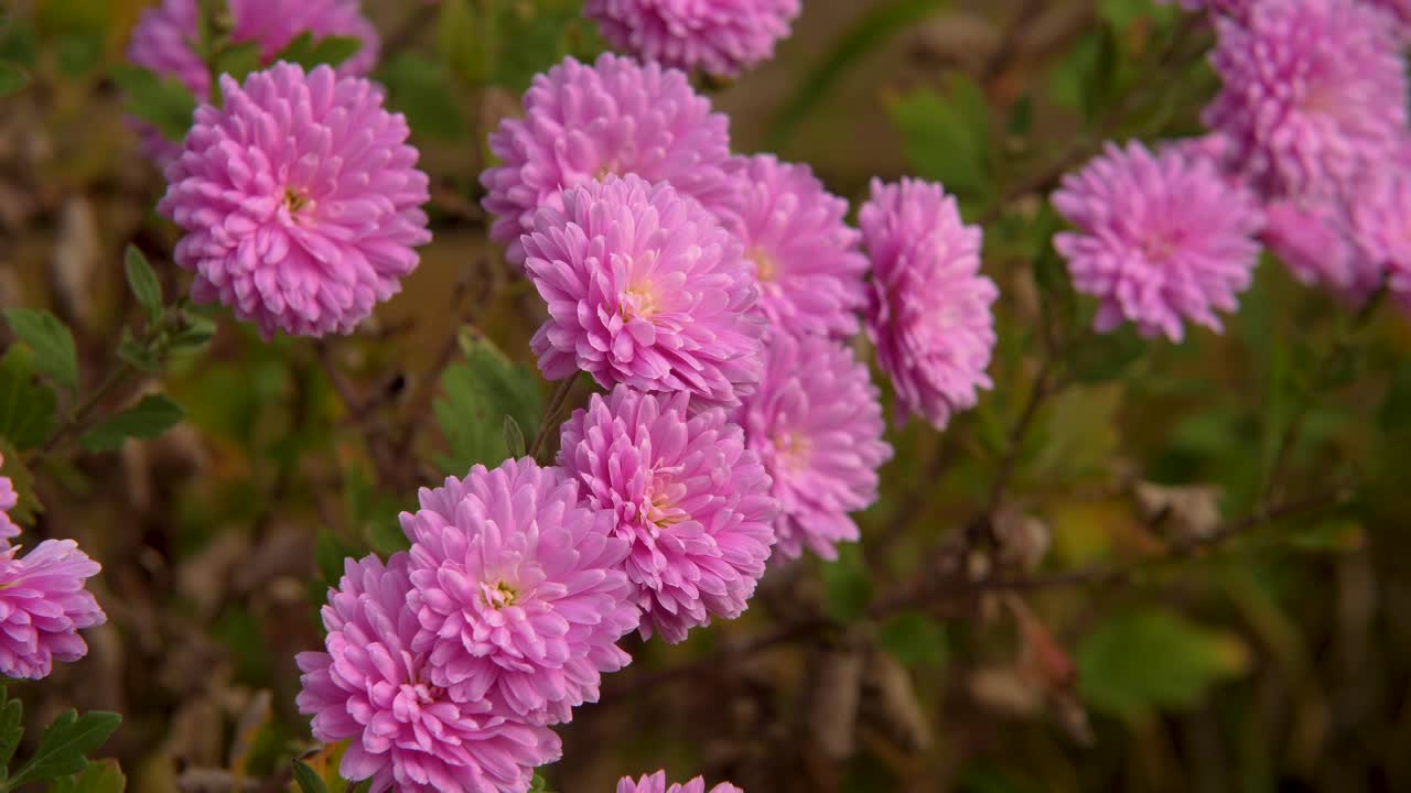 el crisantemo rosa morifolium en el jardín en otoño