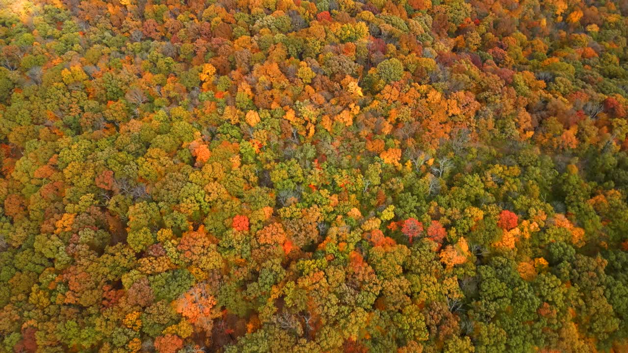 Aerial drone shot looking down on a beautiful forest during peak autumn colors. The orange and yellow trees stand out sharply among the greens and browns.