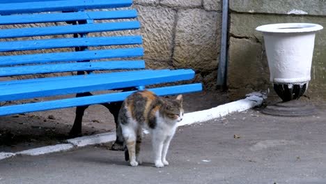 many stray cats sitting near a bench in the park