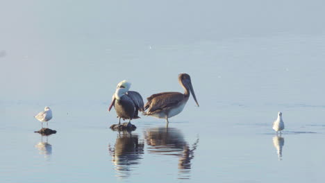 brown pelicans preening in ocean with seagulls flying by