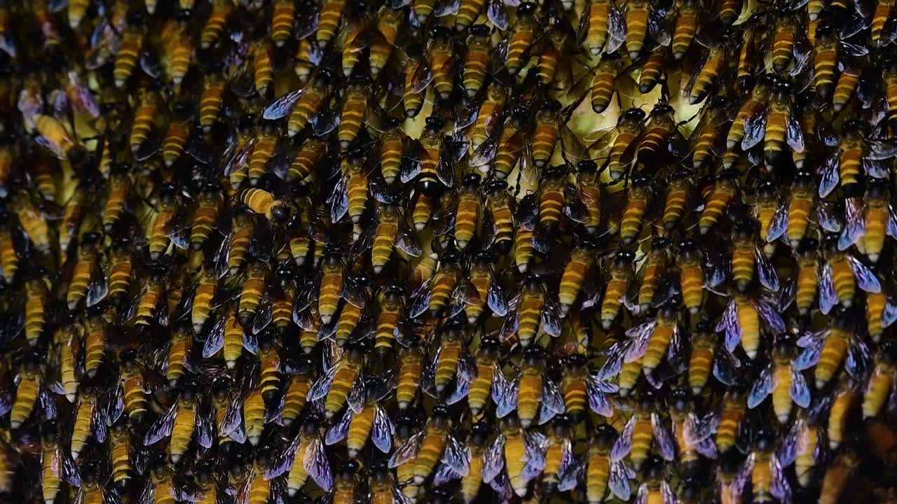 se sabe que las abejas melíferas gigantes construyen grandes colonias de nidos con bolsillos simétricos hechos de cera para almacenar miel como fuente de alimento.