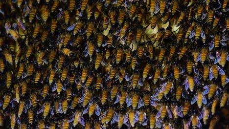 Se-Sabe-Que-Las-Abejas-Melíferas-Gigantes-Construyen-Grandes-Colonias-De-Nidos-Con-Bolsillos-Simétricos-Hechos-De-Cera-Para-Almacenar-Miel-Como-Fuente-De-Alimento.