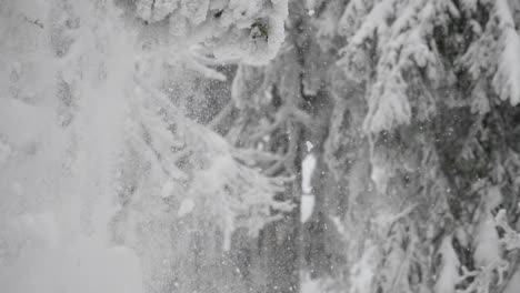 nieve que cae de la rama congelada del abeto en el paisaje invernal, cierre, cámara lenta