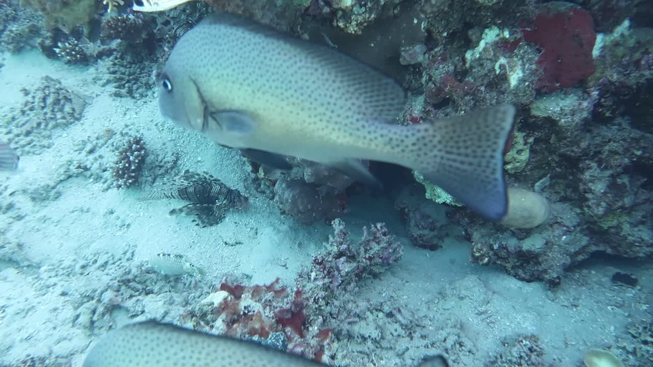 푸른 지중해의 은 물에서 산호초 주변에서 헤엄치는 물고기의 수중 풍경.