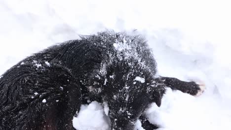 Schwarzer-Hund-Spielt-Im-Tiefschnee---Nahaufnahme