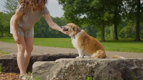 girl giving dog high five in park having fun