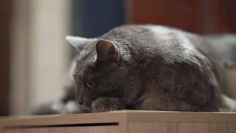 domestic gray cat with eyes wide open lying on nightstand.