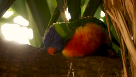 pájaro colorido descansando en un árbol