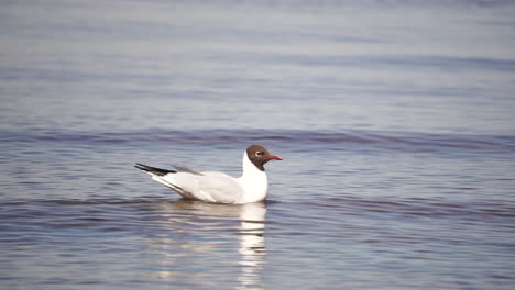 seagull swimming on water