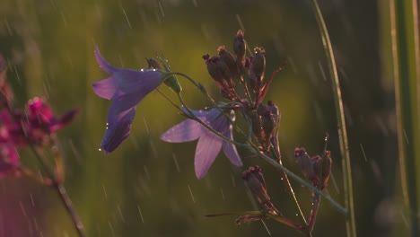 purple flowers in the rain